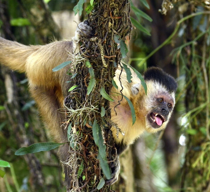  p>髯悬猴(学名: i>sapajus libidinosus /i>):是卷尾猴科,悬猴属的