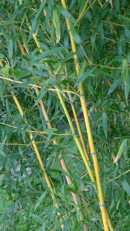 黄槽竹_百度百科