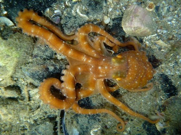 target="_blank" href="/item/软体动物">软体动物 /a>的通称