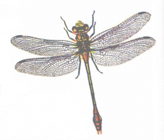 棘角蛇纹春蜓 百度百科