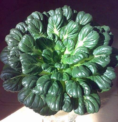  p>如皋黑塌菜,江苏省 a target="_blank" href="/item/如皋市