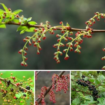马桑（马桑科马桑属植物）_百度百科