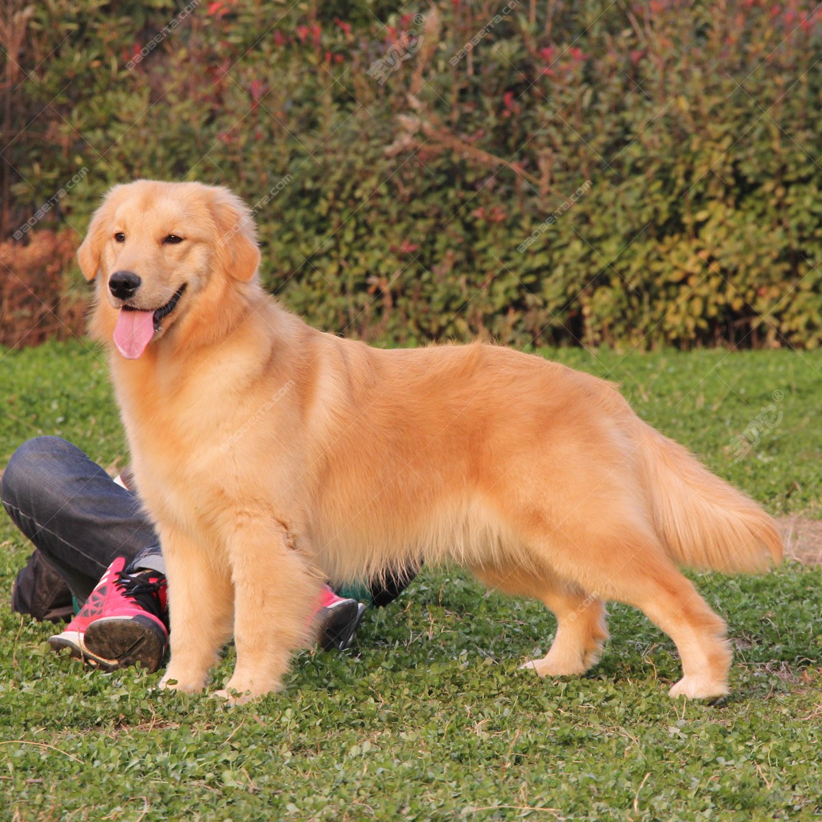  p>金毛寻回犬(golden retriever)是单猎犬,比较流行的狗的品种.