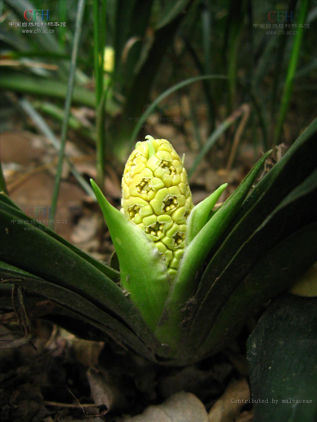  p>万年青属 (拉丁文: i>rohdea roth /i>)是 a target="_blank" href