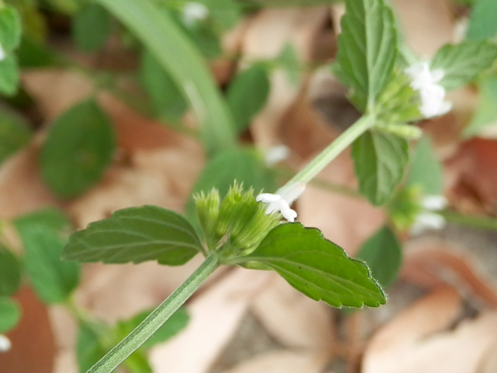  p> b>绉面草 /b>(学名: b> i>leucas zeylanica /i> /b>),为唇形科