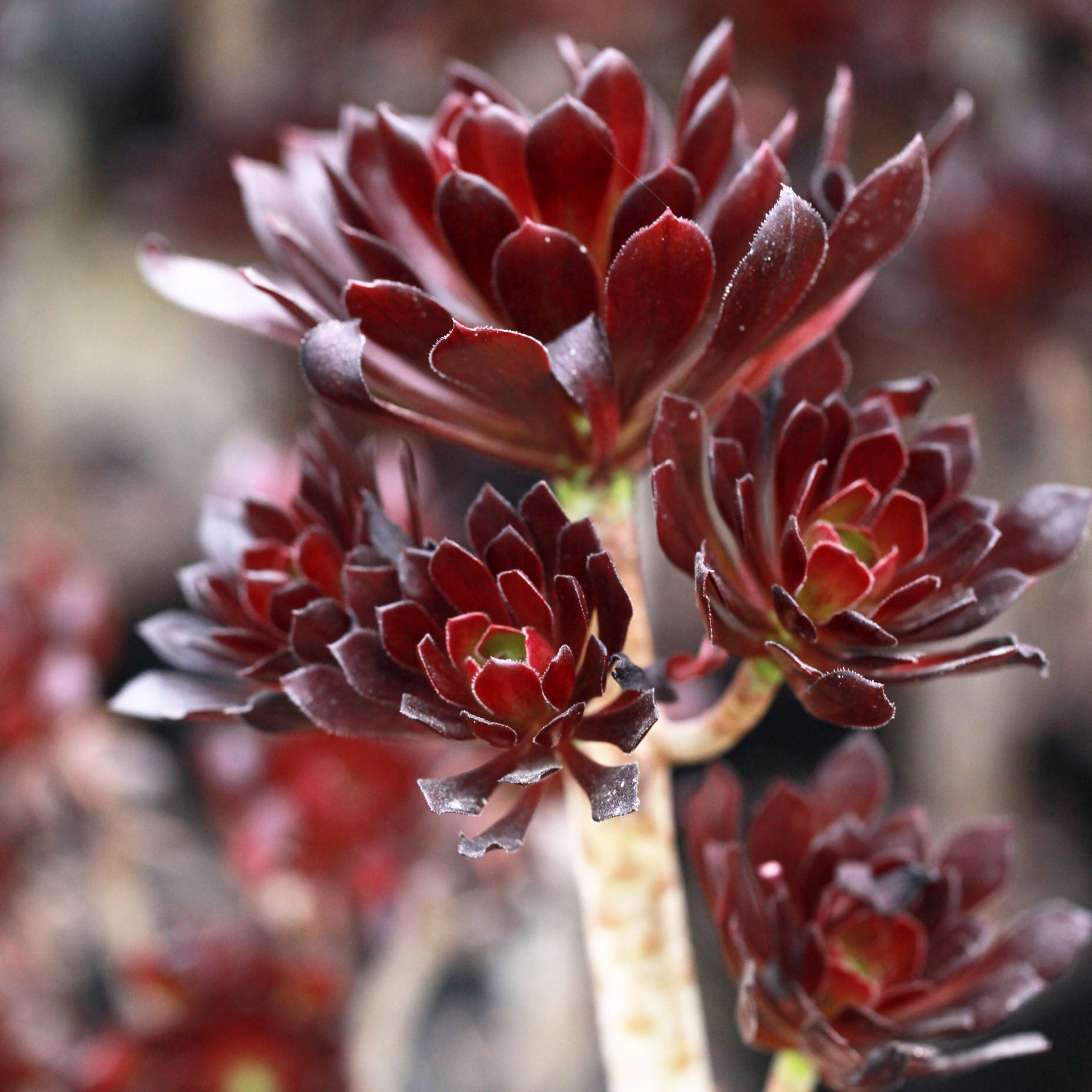  p>莲花掌(学名: i>aeonium /i>  i>arboreum /i> webb &amp