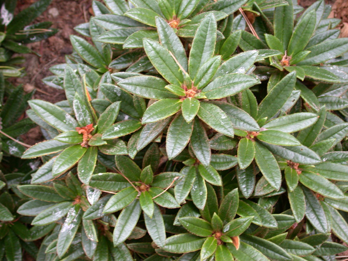 p>卷叶杜鹃(学名: i>rhododendron roxieanum /i>  forrest): a href