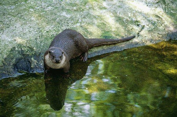 水獭