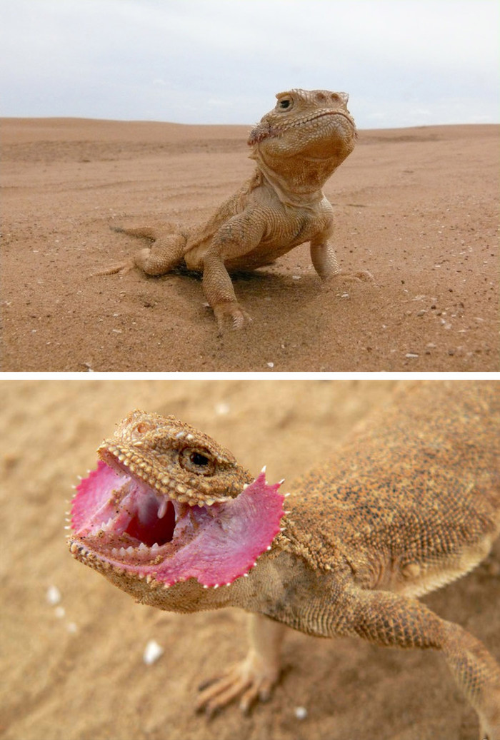  p>大耳沙蜥(学名: i>phrynocephalus mystaceus, /i>)为鬣蜥科沙蜥属