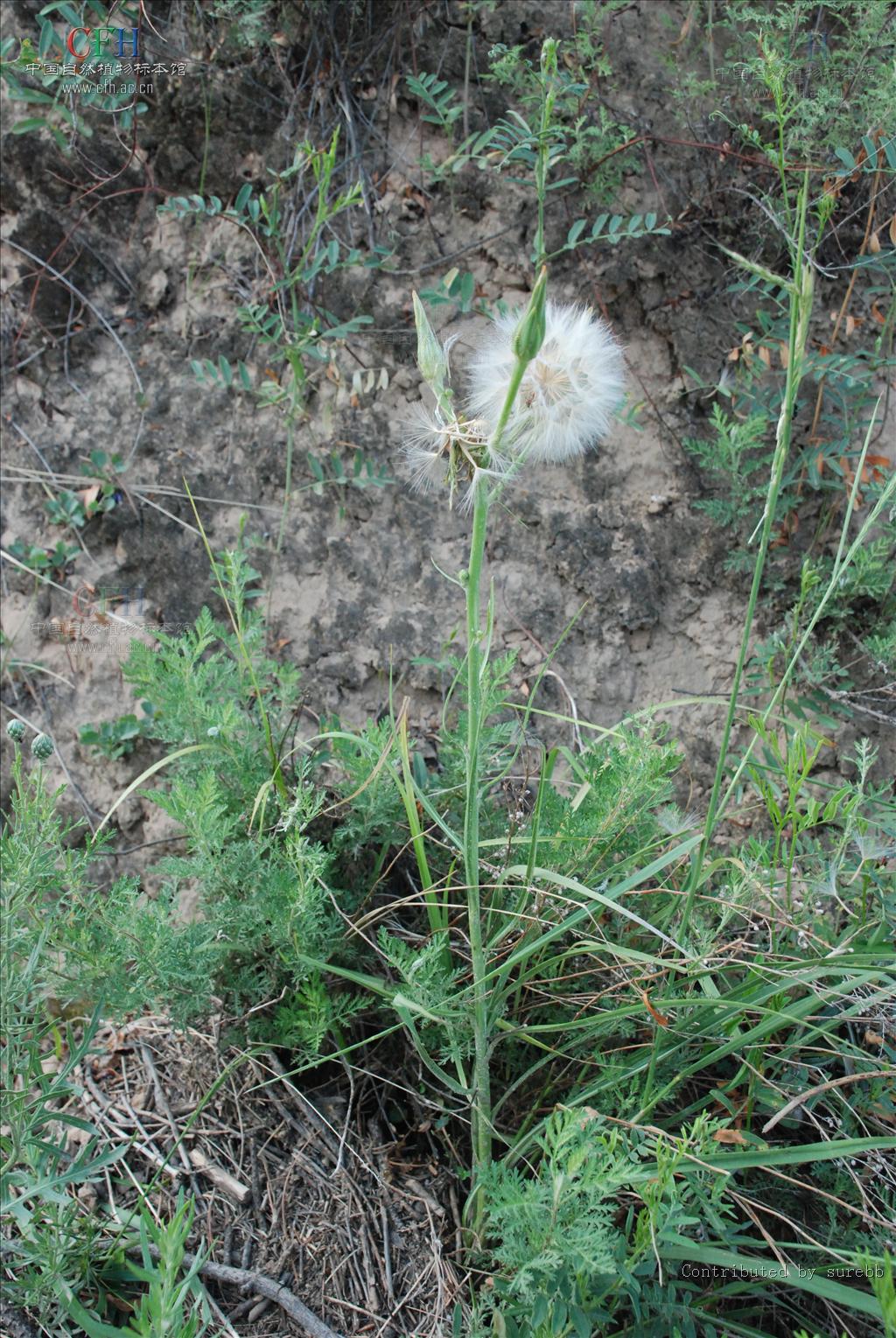  p>华北鸦葱(学名: i>scorzonera albicaulis  /i>bunge)是菊科鸦葱属