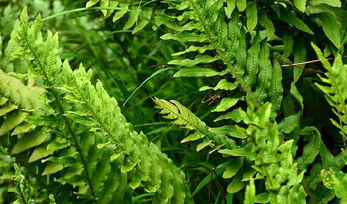  p>秦岭槲蕨(学名:drynaria sinica diels)是 a target="_blank" href