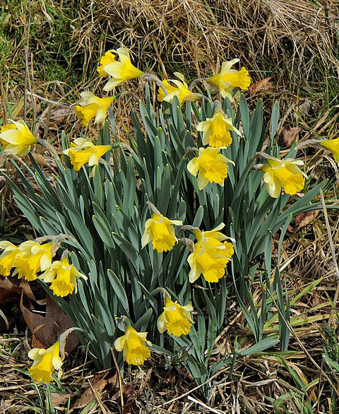 narcissus pseudonarcissus subsp. calcicarpetanus (fern.