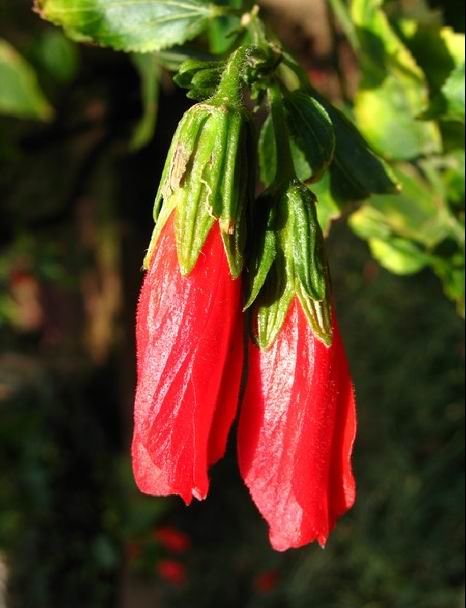 小悬铃花(变种)