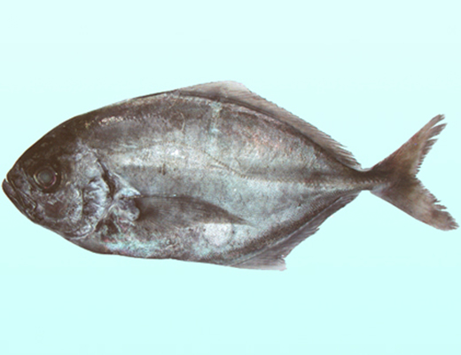 carangidae食用鱼类是中国大陆名白舌尾甲鲹