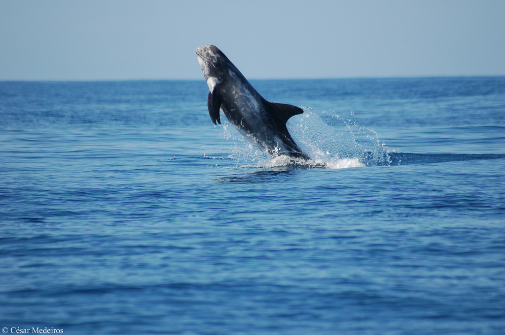  p>灰海豚(学名:grampus griseus).
