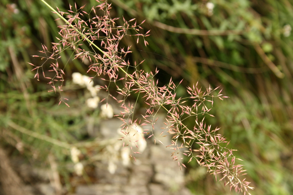  p>野青茅(学名: i>deyeuxia pyramidalis /i> (host) veldkamp)是