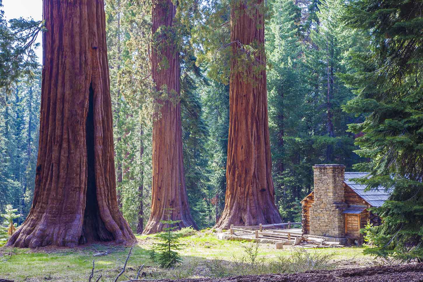  p>马里波萨谷巨杉林(mariposa grove),位于美国加州约塞米蒂国家公园