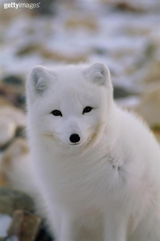 银狐又叫<a target="