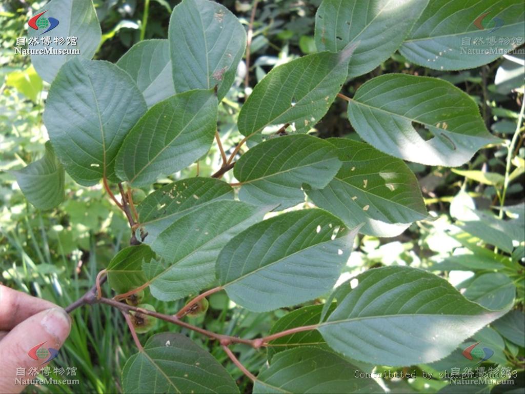  p>猕猴桃科指的是绿色植物亚界,轮藻总门,木贼门(有胚植物门),木贼亚