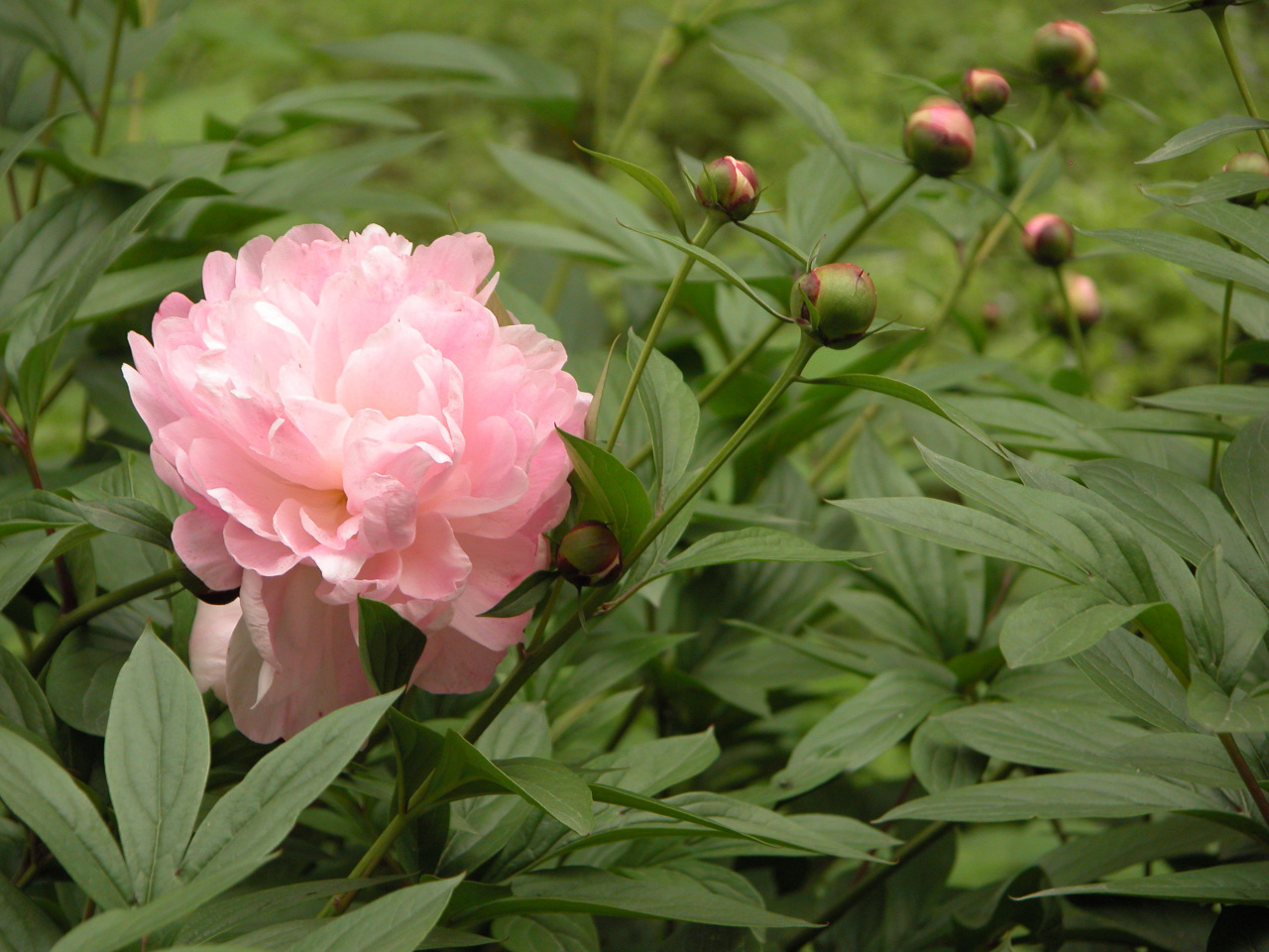 中江白芍_百度百科