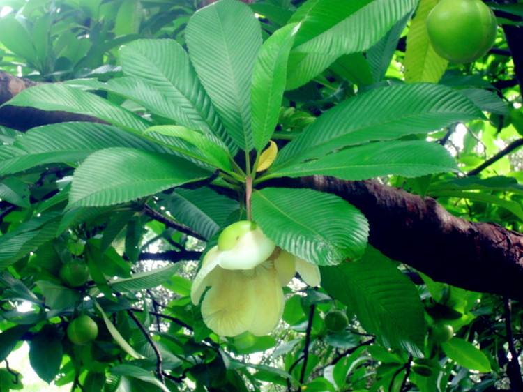  p>五桠果属,约60种,分布于亚洲热带地区,少数到达印度洋西部的