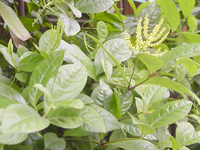 makino),是金粟兰科金粟兰属植物,多年生常绿草本或半灌木花卉.
