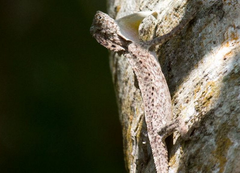  p>裸耳飞蜥, a>鬣蜥科 /a>飞蜥属物种,鼓膜裸露,鼻孔开向背侧,翼膜