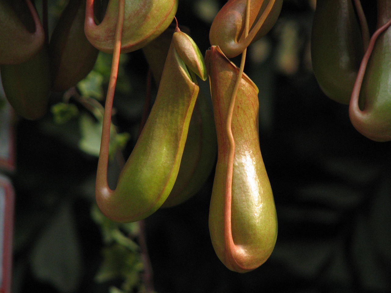 nepenthes glandulifera