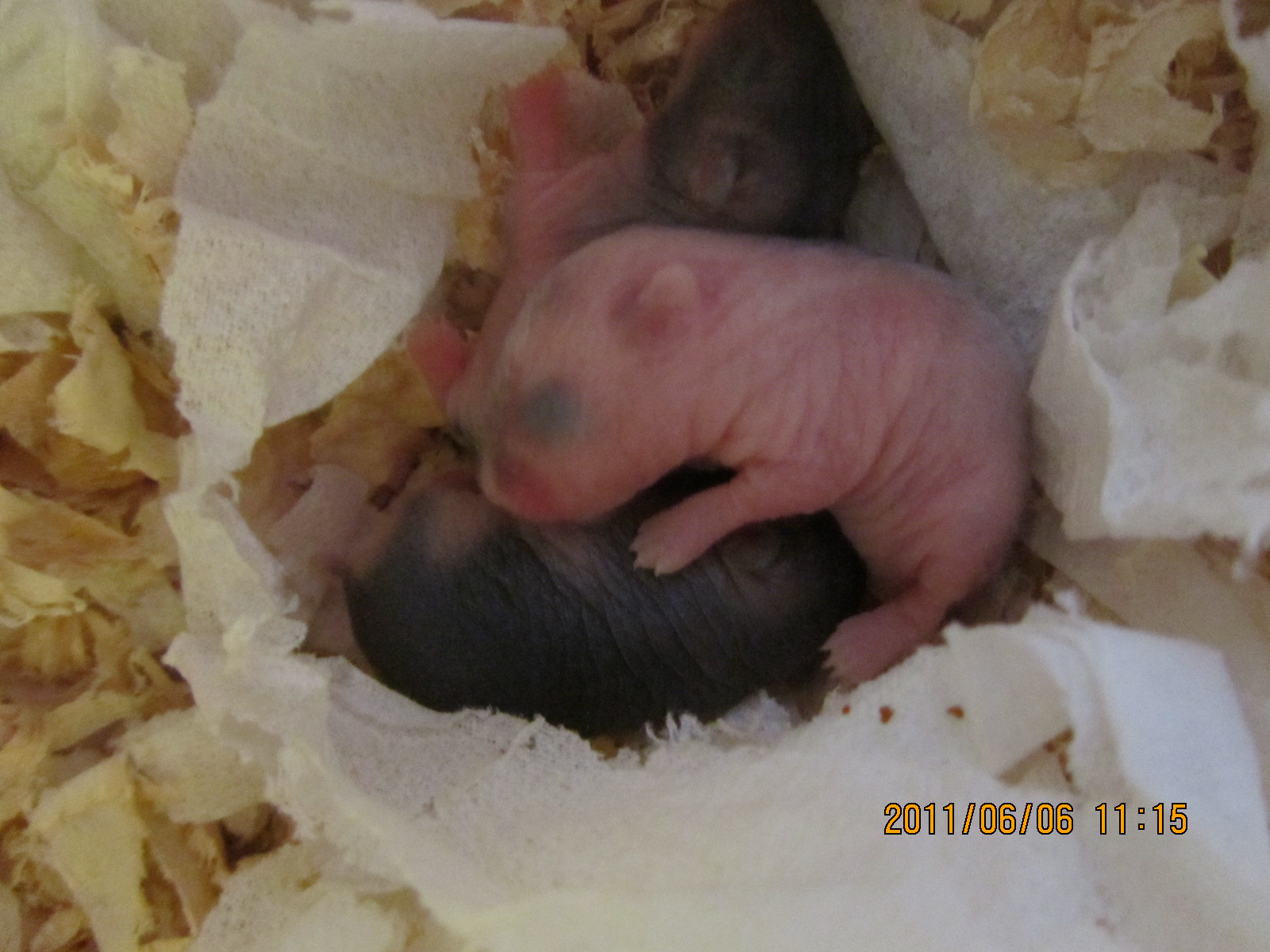 muscardinus avellanarius