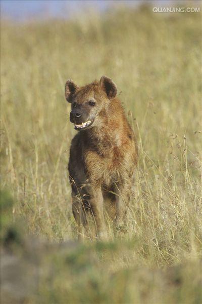  p>斑鬣狗(学名: i>crocuta crocuta /i>):又名斑点鬣狗,体长约95-160