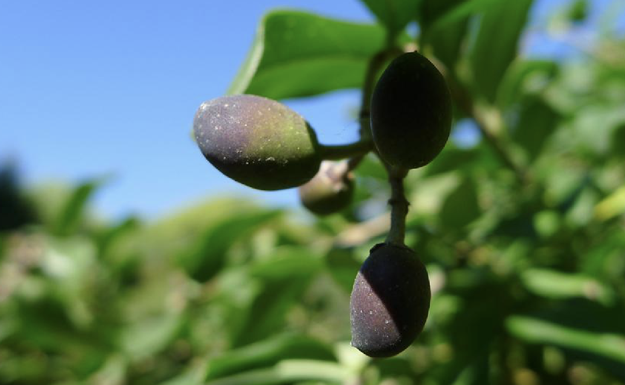  p>水蜡树(学名: i>ligustrum obtusifolium  /i>sieb. et zucc.