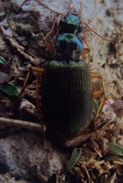  p>昆虫名,为鞘翅目, a target="_blank" href="/item/步行虫科