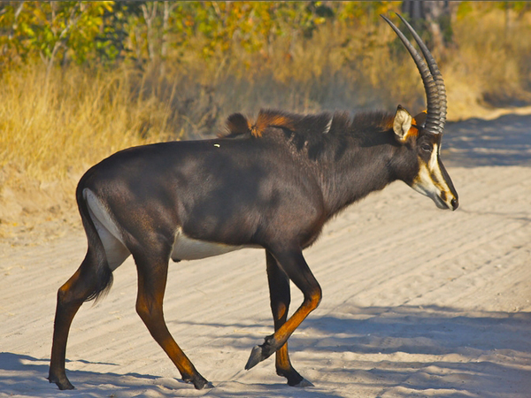  p>国兽( b>national animals /b>):与 a href="#" data-lemmaid="