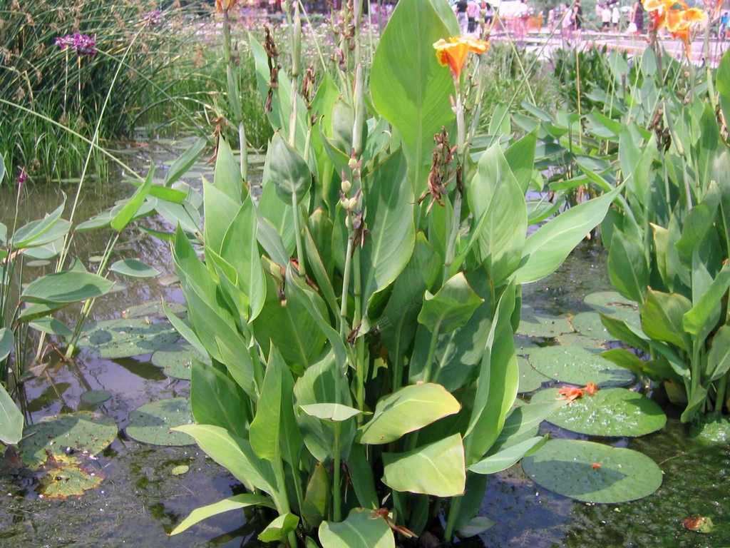 水生植物是出色的游泳运动员或潜水者.