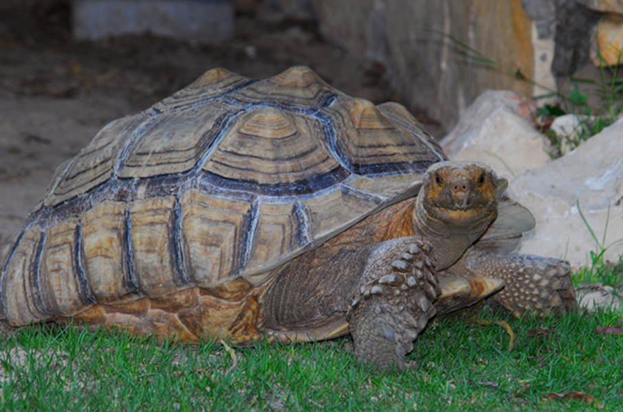  p>苏卡达陆龟(学名: i>centrochelys sulcata /i>):是爬行纲,龟鳖目