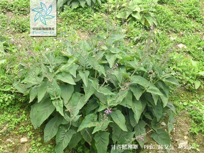 salvia przewalskii maxim.