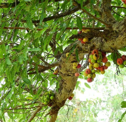  p>聚果榕(学名: i>ficus racemosa /i> l.