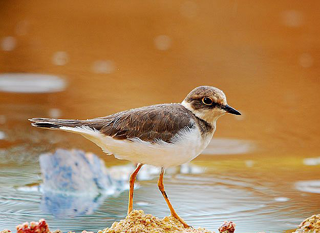  p>金眶鸻(学名: i>charadrius dubius /i>)是一种小型鸻科鸟,体重28