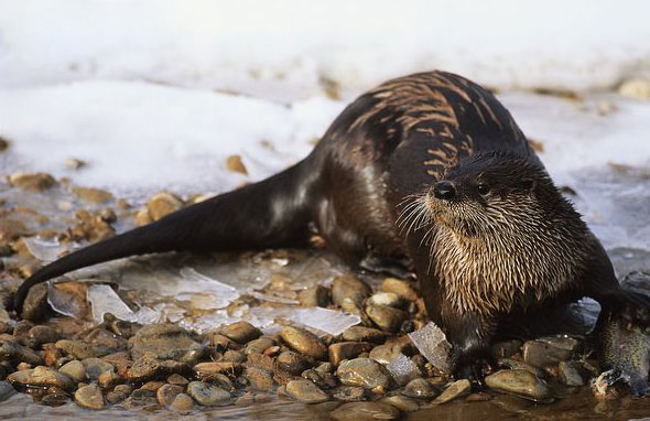 北美水獭
