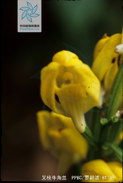  p>叉枝牛角兰(学名: i>ceratostylis himalaica /i> hook. f.