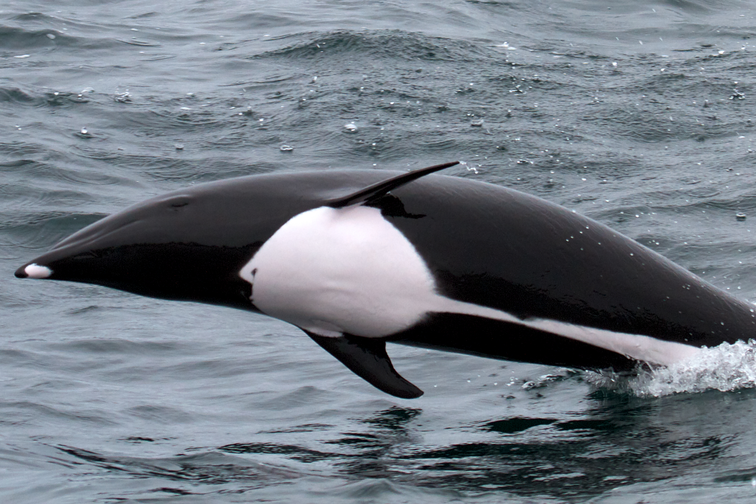 lissodelphis borealis
