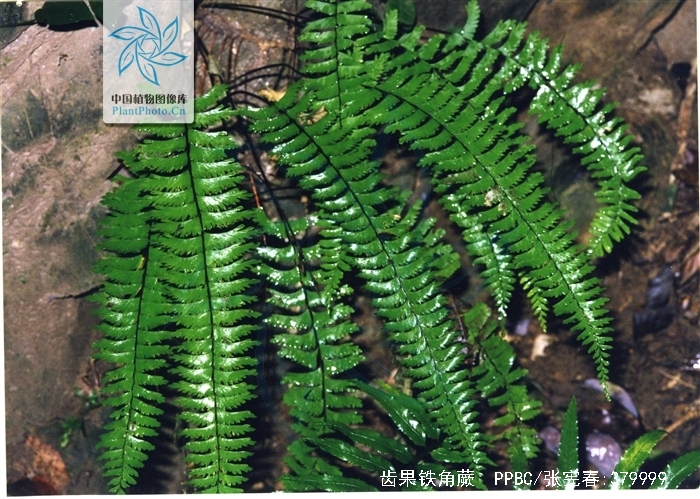  p>齿果铁角蕨(学名: i>asplenium cheilosorum /i> kunze ex mett)是