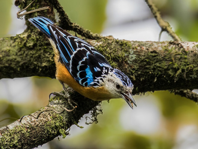  p>丽鳾(学名: i>sitta formosa /i>):是小型 a target="_blank" href