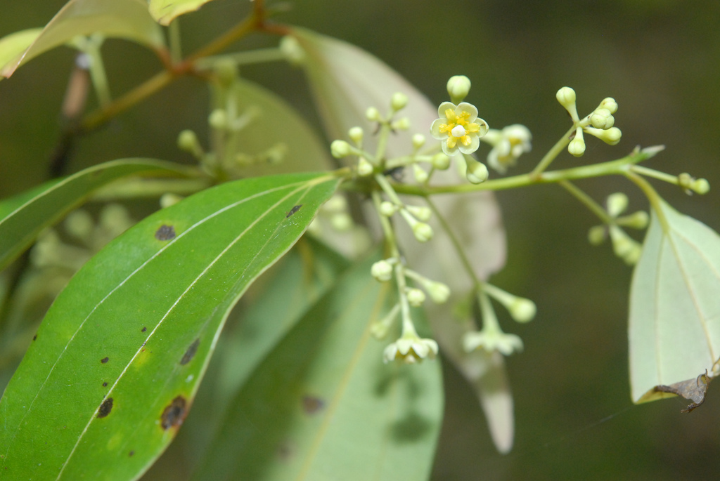  p>肉桂(拉丁学名: i>cinnamomum cassia /i> i>  /i>presl)是樟科,樟