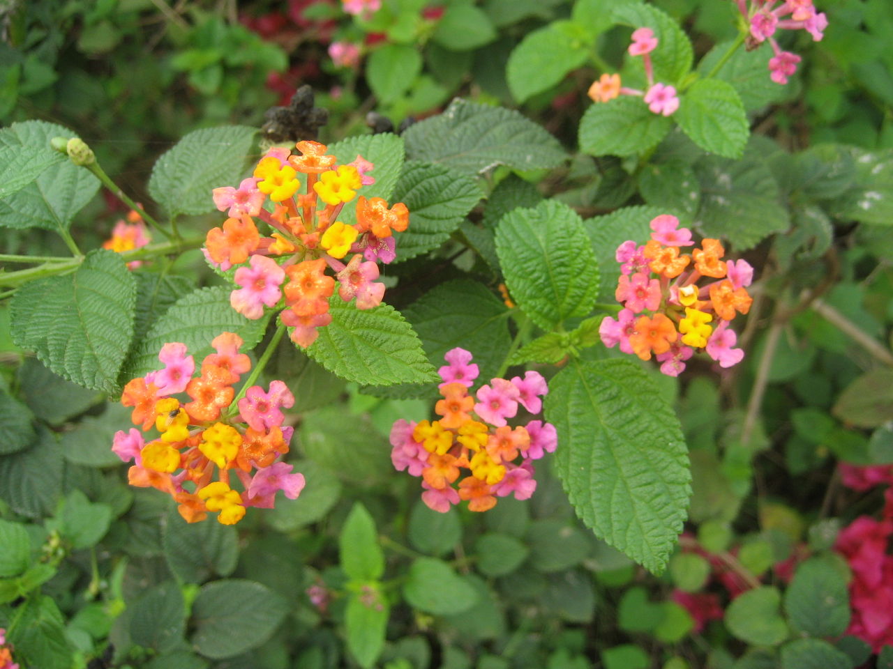 4l3m4">刺苏 /p> p data-id="gn5jd4l3nr"> b>别名: /b>臭尿花,五色花