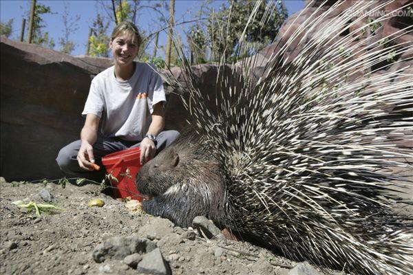 old world porcupine