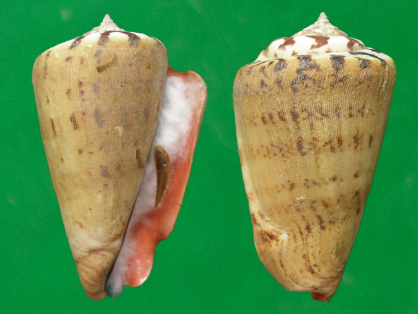  p>红娇凤凰螺(学名: i>conomurex luhuanus /i>) a href="#" data