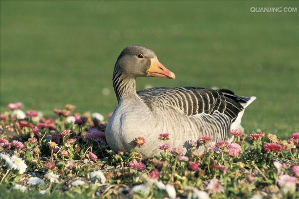  p data-id="tirwakegk3st">雁鹅是雁形目鸭科