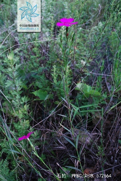  p>石竹,别名:兴安石竹,北石竹,钻叶石竹,蒙古石竹,丝叶石竹,高山石竹