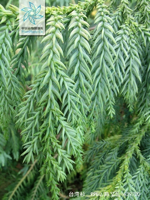  p>台湾杉(学名: i>taiwania cryptomerioides /i>)又称台湾杉,台湾爷